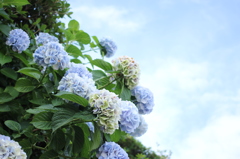 梅雨の晴れ間に