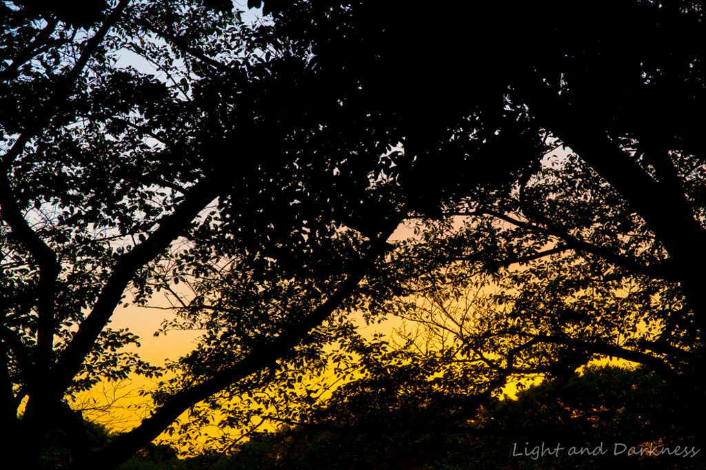 木陰からの夕暮れ