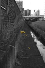 水路の花