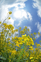 SunnyTenderstem