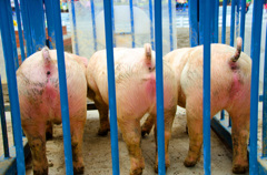 3PinkPig'sPeach
