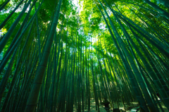 鎌倉　報国寺　竹の庭