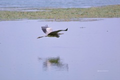 fly