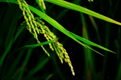 Paddy