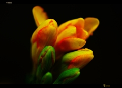 Freesia