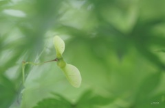 やさしさ