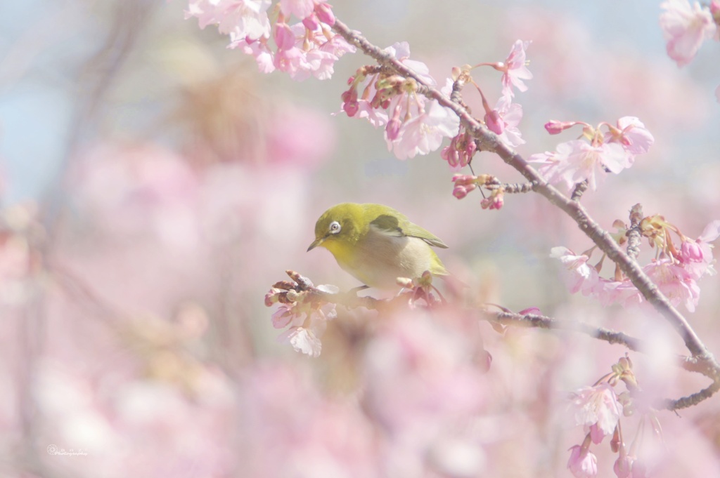 Signs of spring