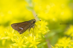 Skipper