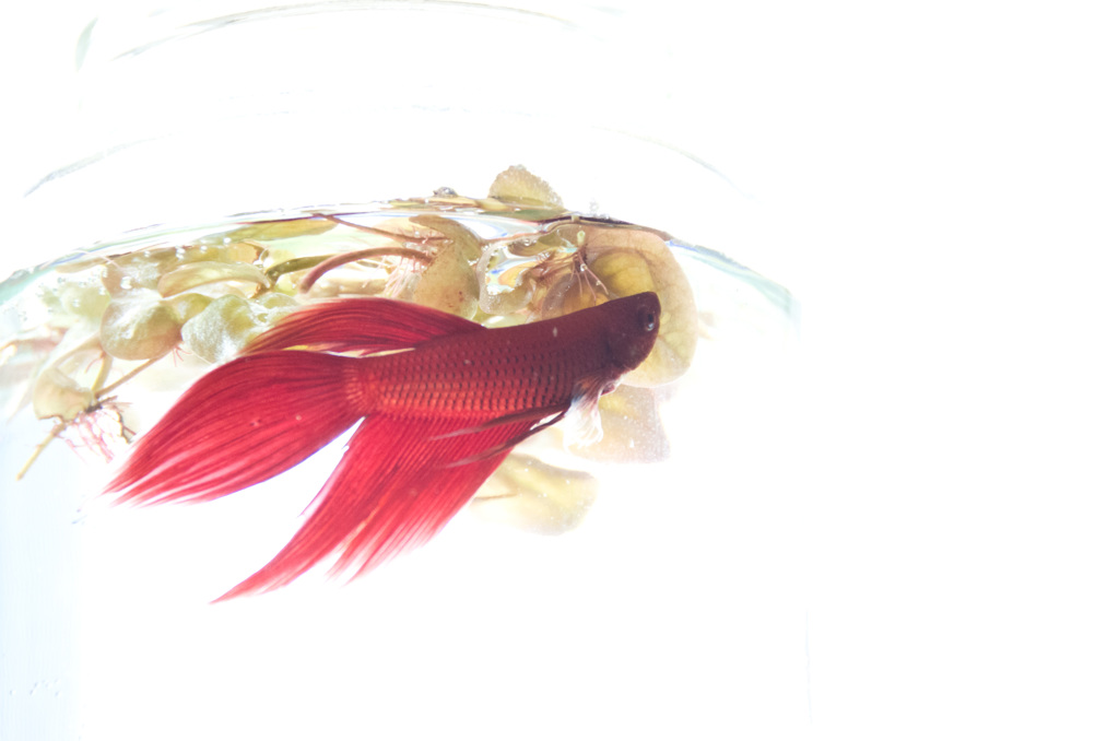 Betta
