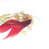 Betta