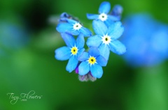 Tiny Flowers