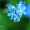 Tiny Flowers