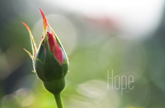 HOPE