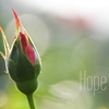 HOPE