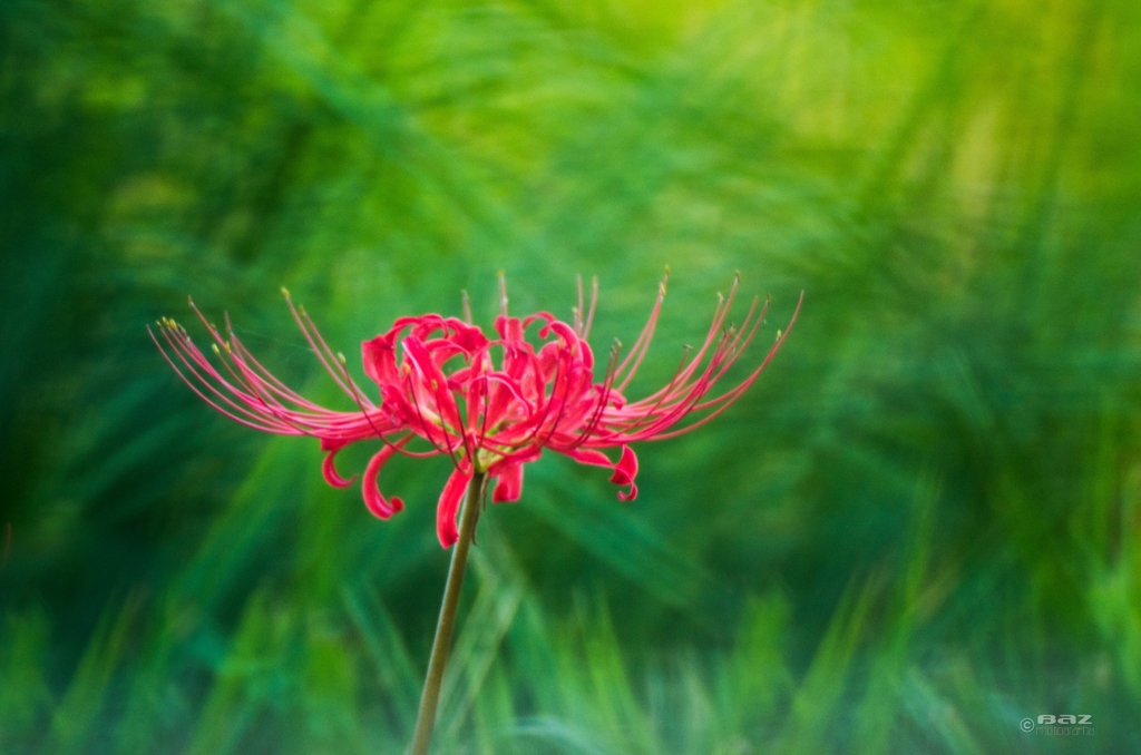 曼珠沙華