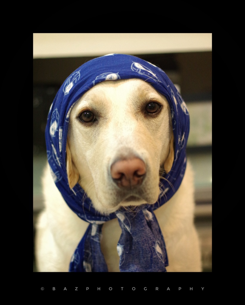 Gypsy Dog