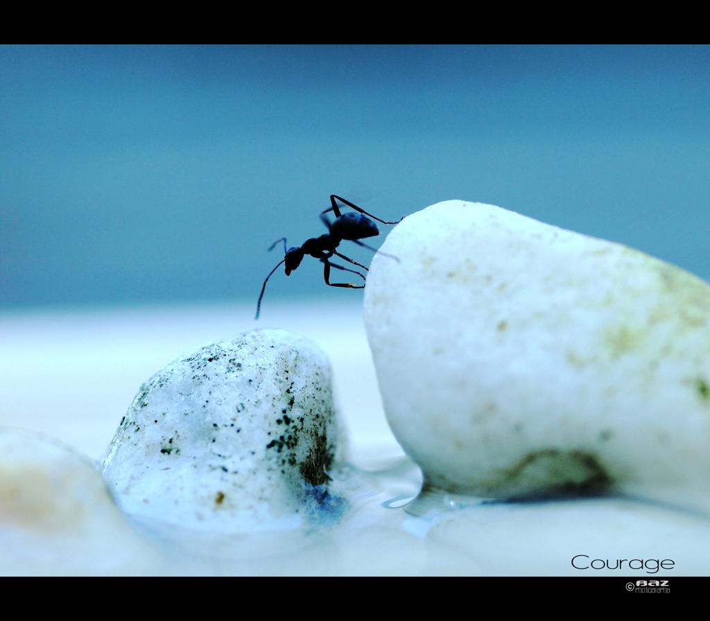 Courage