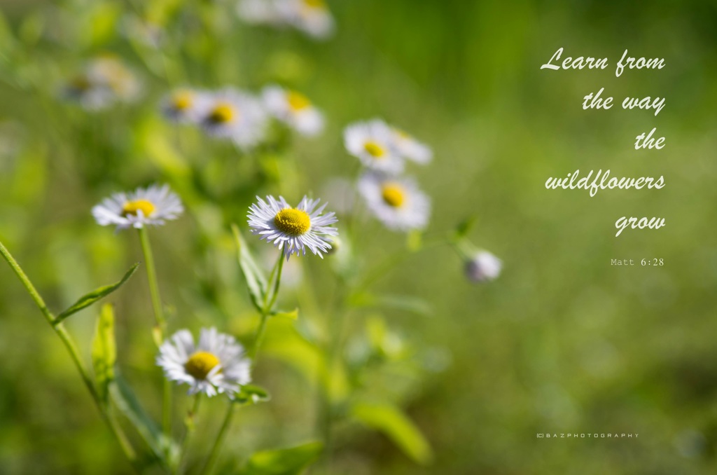Wildflowers