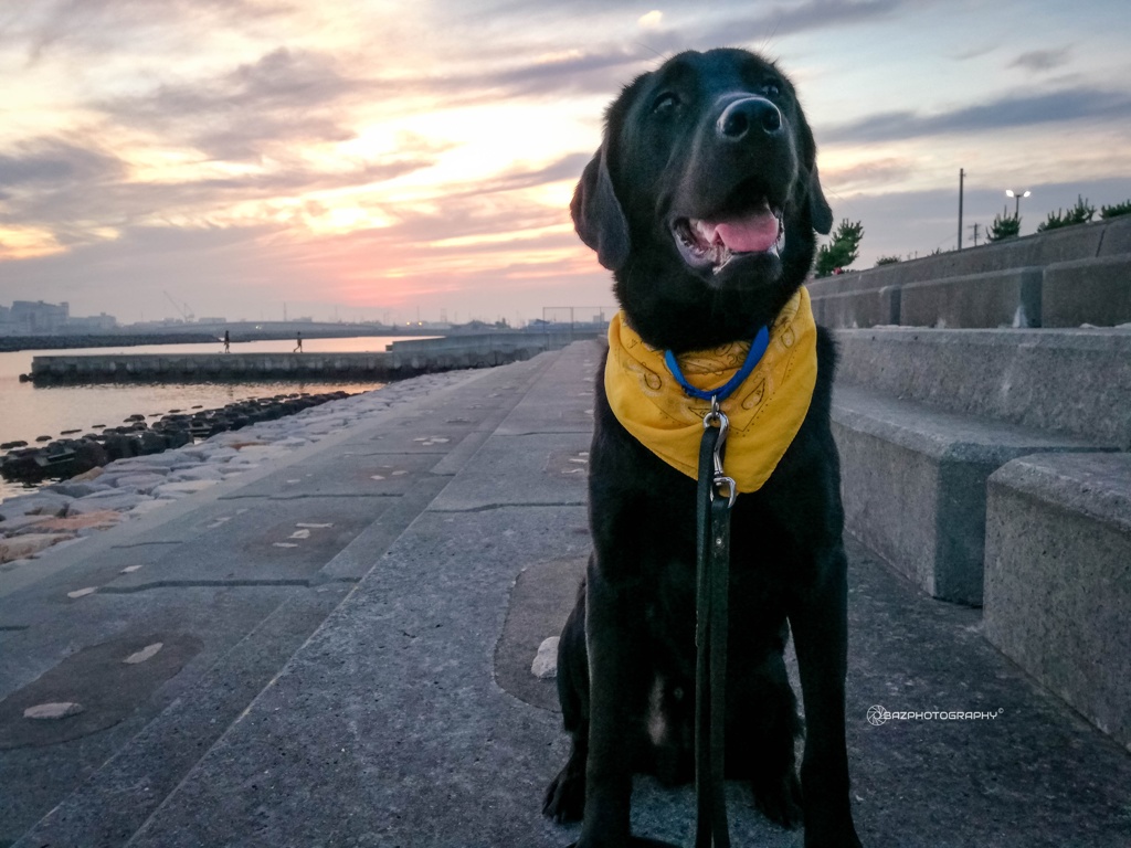 Man's Best Friend