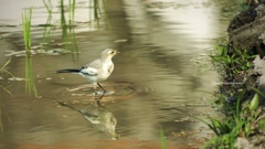 Wagtail