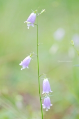 Tiny Bells