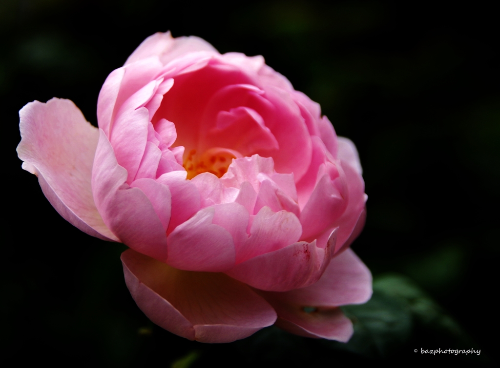 pretty in pink