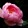 pretty in pink