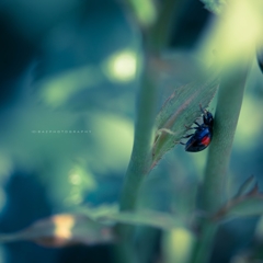 The Ladybug