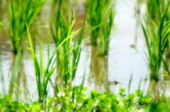 Paddy Field