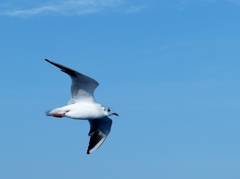 seagull 2