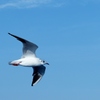 seagull 2