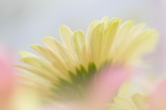 cherish