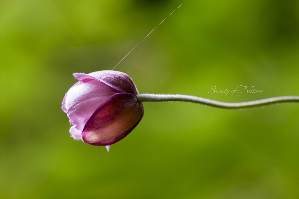Web and a Bud