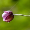 Web and a Bud