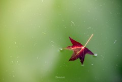 Fall 