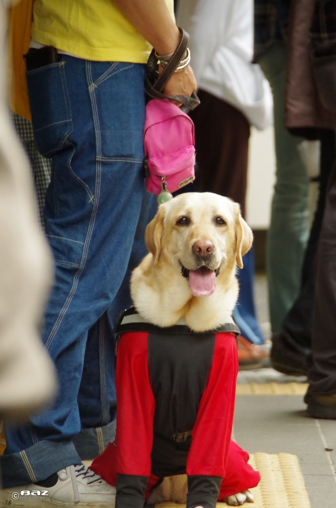 国際盲導犬デーにて