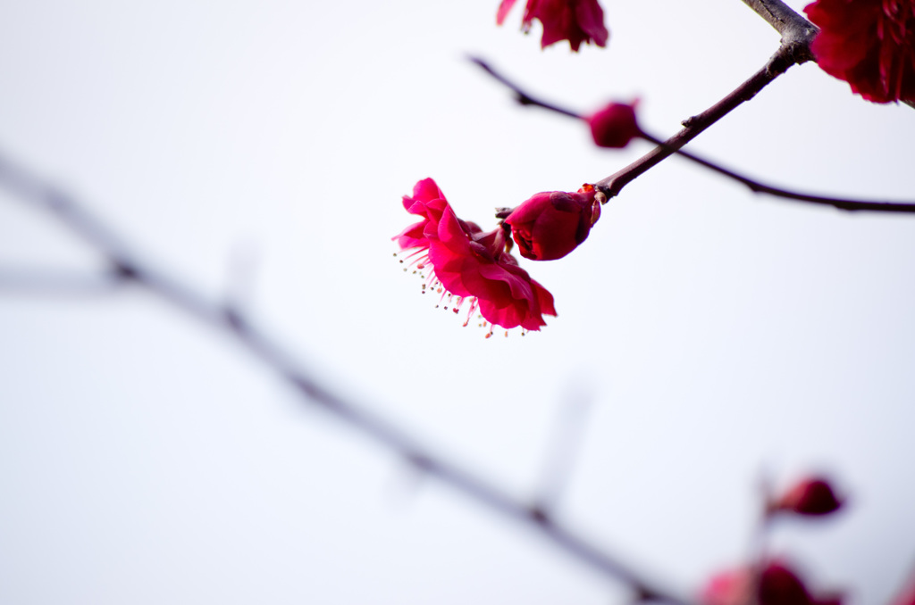 crimson