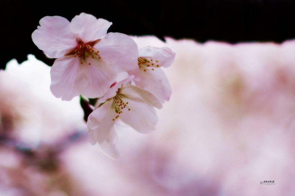 Sakura