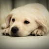 Buddy