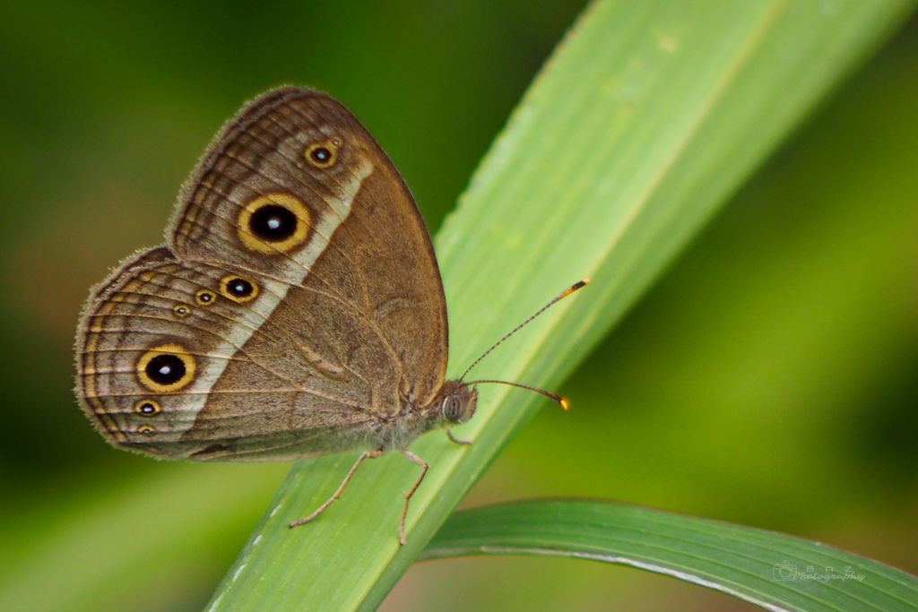 Bushbrown