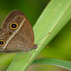 Bushbrown