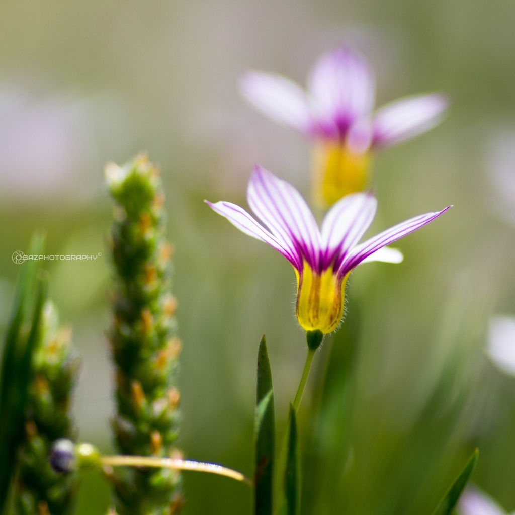 Tiny Flowers