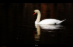 Swan