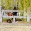 猫棚