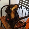犬バカのシアワセ　＃3