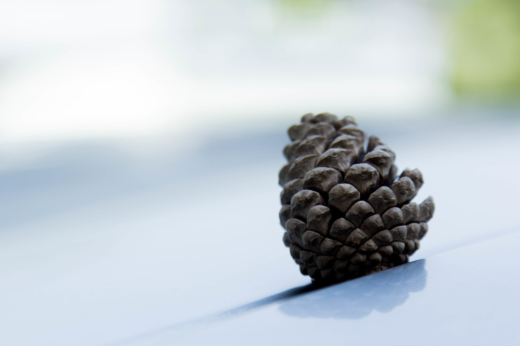 pinecone