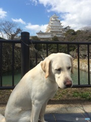 @ Himeji Castle