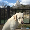 @ Himeji Castle