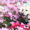 Happiness
