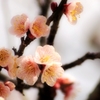 梅